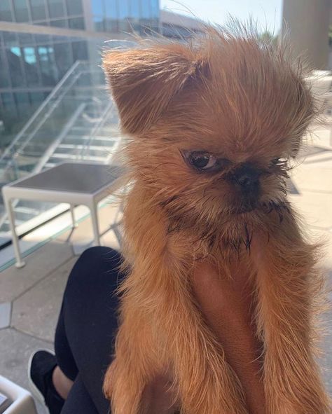 14 Funny Facts About Brussels Griffons | PetPress Griffin Dog, Brussels Griffin, Brussels Griffon Puppies, Brussel Griffon, Brussels Griffons, Griffon Bruxellois, Griffon Dog, Brussels Griffon, Teacup Puppies