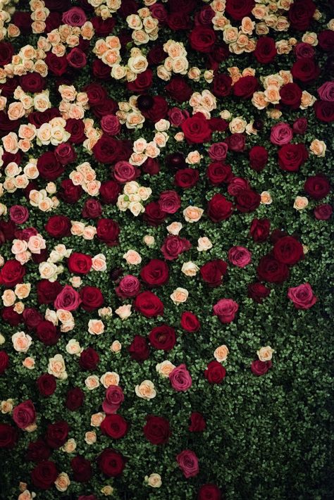 wall gardens outdoor wall garden outdoor Amazing garden flower wall || Beautiful wall hanging garden ideas Roses Background Photoshoot, Burgundy Flower Wall, Wall Gardens Outdoor, Rose Wall Backdrop, Outdoor Wall Garden, Roses Backdrop, Wall Of Roses, Hanging Garden Ideas, Boxwood Backdrop