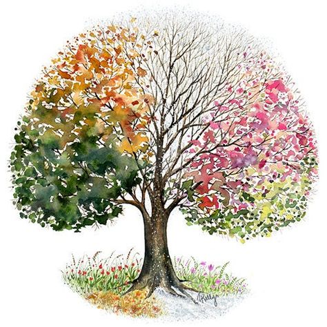 4 Season Tree, Bonsai Tree Painting, Four Seasons Art, Season Tree, Hagerstown Maryland, Tree Watercolor Painting, Drawings For Boyfriend, Tree Watercolor, Seasons Art