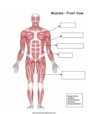 Muscular System Labeled, Muscles Worksheet, Muscular System For Kids, Muscular System Activities, Nature Worksheets, Skeletal Muscle Anatomy, Space And Nature, Skeletal System Anatomy, Human Body Muscles