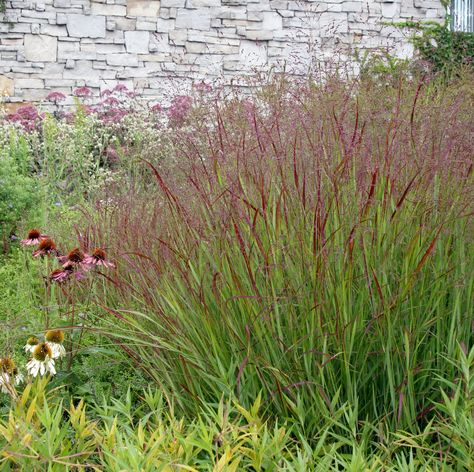 Panicum "shenandoah' switchgrass.  this was the grass across from lamps plus. Panicum Virgatum Shenandoah, Panicum Shenandoah, Garden Grasses, Panicum Virgatum, Prairie Fire, Naturalistic Garden, Piet Oudolf, Grass Type, Grasses Landscaping