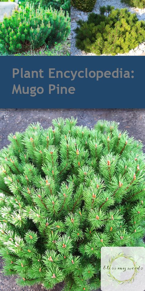 Pine Bushes Landscaping, Roadside Garden Ideas, Awesome Gardens, Mugo Pine, Front Landscape, Landscaping Projects, Plant Encyclopedia, Evergreen Garden, Gardening Projects