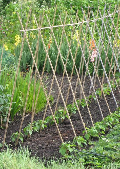 Trellis and beans, flowers behind Grean Beans, Bean Trellis, Bean Garden, Long Bean, Runner Beans, Broad Bean, Fava Beans, Prepared Food, Raised Planter