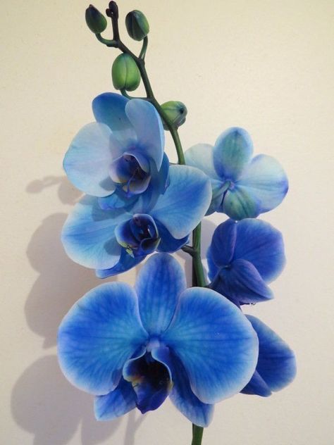 Blue Orchid Wedding Bouquet, Blue Orchid Centerpieces, Blue Orchid Bouquet, Blue Orchid Flower, Tiffany Blue Weddings, Ruby Wedding Anniversary, Anniversary Flowers, Ruby Wedding, Blue Orchids