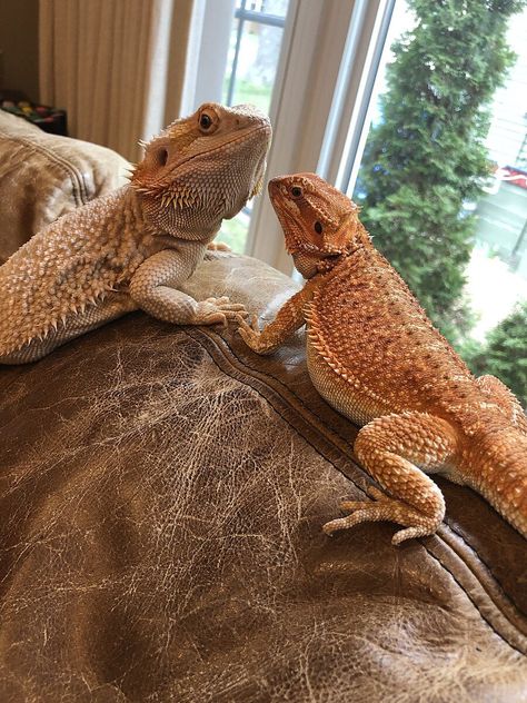 20 Cute Facts About Bearded Dragons Bearded Dragon Cute Funny, Full Grown Bearded Dragon, Bearded Dragon Shedding, Bearded Dragon Photography, Bearded Dragon Pictures, Bearded Dragon Aesthetic, Bearded Lizard, Beard Dragon, Lizard Drawing