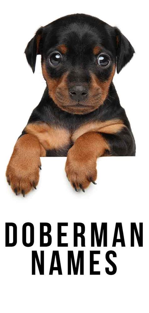 Doberman names Doberman Dog Names, Cute Doberman Puppies, Doberman Names, Doberman Pinscher Aesthetic, Baby Doberman, Perro Doberman Pinscher, Doberman Cute, Miniature Doberman Pinscher, Doberman Aesthetic