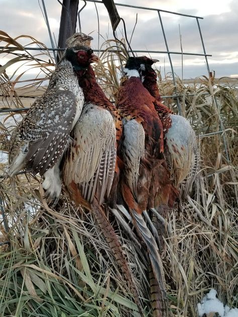 Gentleman Bobwhite (Posts tagged pheasant hunting) Bobwhite Quail, Pheasant Hunting, The Gentleman, Tiny Cabin, Hunting Trip, Game Birds, Pheasant, Outdoor Lifestyle, Gentleman