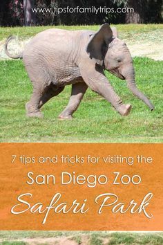 7 MUST HAVE tips and tricks for visiting the San Diego Safari Park in Escondido, California | tipsforfamilytrips.com | spring break | summer vacation | fall break | family vacation San Diego Safari Park, California Beach Camping, San Diego Zoo Safari Park, Escondido California, San Diego Vacation, Zoo Park, Visit San Diego, Family Vacation Spots, San Diego Travel