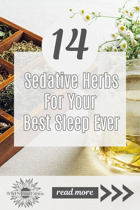 herbs for sleep Calming Teas, Natural Remedies For Sleep, Best Tea For Sleep, Herbs For Chickens, Herbs For Sleep, Learning Herbs, Tea Blends Recipes, Sleep Tea, Medical Herbs