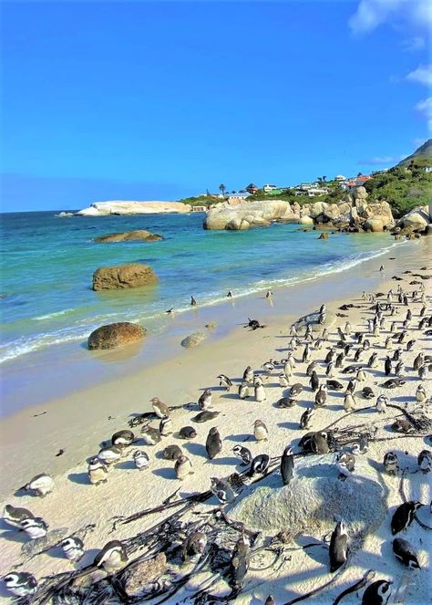 Boulders Beach, South Africa Boulders Beach South Africa, Richards Bay South Africa, South Africa Wallpaper, Africa Wallpaper, Beach South Africa, Boulders Beach, If I Can Dream, Boulder Beach, Waka Waka