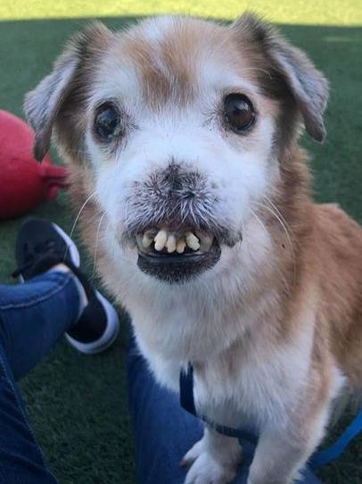 Sniffles, an adoptable dog without a nose, is getting love from across the country Ugly Animals, Velvet Dog Collar, Ugly Dogs, Luxury Dog Collars, Dog Collar Boy, Girl Dog Collars, Dog Stories, Airedale Terrier, Dog Collars & Leashes