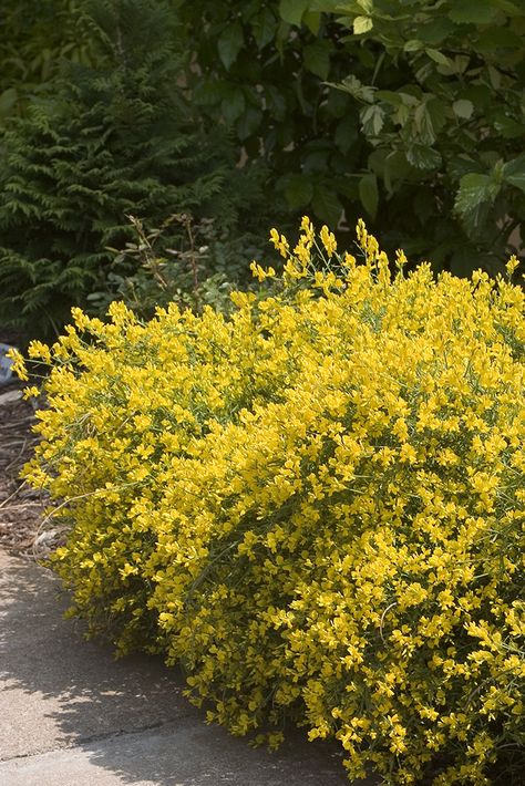 For something a little different, try Bangle® dyers-greenwood (Genista). Green stems with tiny leaves explode with bright yellow flowers in late spring on this drought-tolerant, deer-resistant shrub. http://emfl.us/3ZLd Perennial Shrubs, Mediterranean Garden, Flowering Shrubs, Caicos Islands, Pitcairn Islands, Gecko, Garden Seeds, Turks And Caicos Islands, Trinidad And Tobago