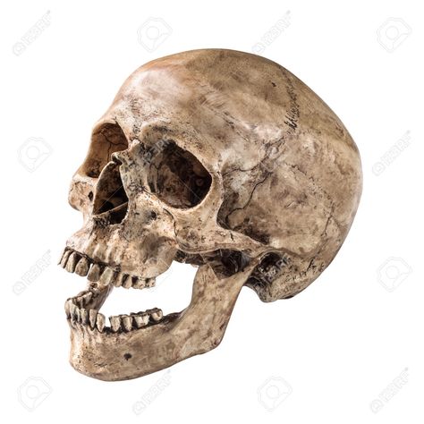 Human Skull Photography, Skull Open Mouth, Human Skull Drawing, Leaving Cert, Skull Reference, Skeleton Head, Surreal Artwork, Skeleton Bones, Object Drawing