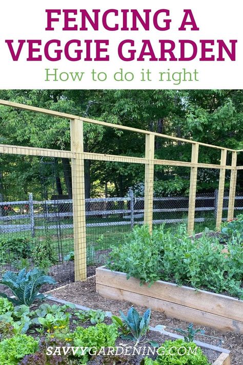 How to Fence in Your Vegetable Garden. Protect your vegetable garden from pests and rodents plus create a beautiful landscape ashtethic by fencing in your veggie garden. Here are the best and most affordable ideas for fencing in your garden. These fencing options protect your garden from deer, rabbits, groundhogs, and more. Making Raised Garden Beds, Fencing Options, Fenced Vegetable Garden, Diy Garden Fence, How To Make Compost, Deer Fence, Food Garden, Diy Garden Projects, Propagating Plants