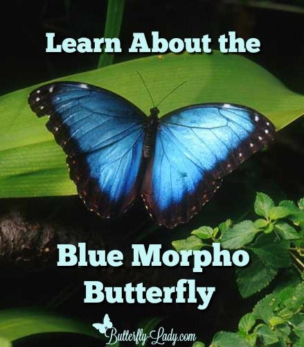 Butterflies Blue, Blue Morpho Butterfly Tattoo, Meaning Of Blue Butterfly, White Morpho Butterfly, Blue Butterfly Symbolism, Blue Morpho Butterfly Aesthetic, Butterfly Blue Morpho, Butterfly Facts, Butterfly Tutorial