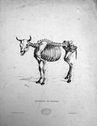 Bull Skeleton Drawing, Bull Skeleton Tattoo, Bull Skeleton, Skeleton Drawings, Bull Art, Skeleton Tattoos, Animal Images, Animals Images, Skeleton