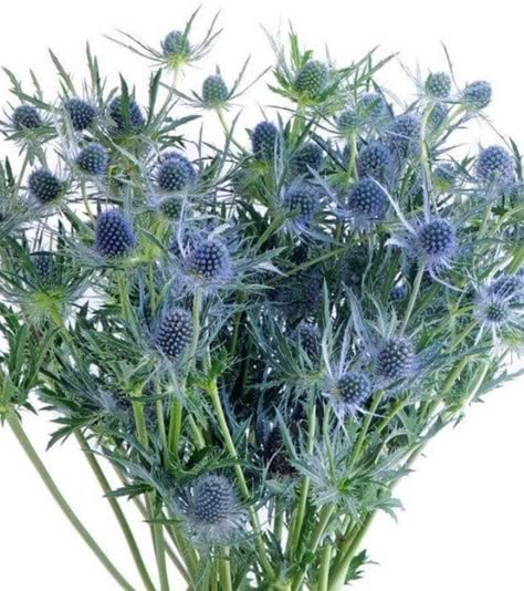 Eryngium 'Blue Glitter ' Eryngium Planum   Long-lasting specialty cut.   Looking for a perennial that will grow in that hot, sun-baked spot in your landscape? Sea Holly is just the plant! It thrives in that type of climate, and even grows in high-salt soils too (think seaside). Easy Garden Flowers, Gardening Flowers Ideas, Garden Flower Ideas, Flower Box Garden, Garden Flowers Ideas, Flower Bed Garden, Blue Orchid Flower, Holly Plant, Holly Blue