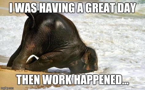 25 Mood-Improving Memes for When You're Having a Bad Day at Work | Fairygodboss Monday Face, I Hate Mondays, Monday Memes, Monday Humor, Humor Mexicano, Humor Videos, Monday Quotes, Elephant Love, Work Memes