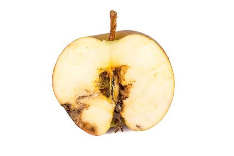 Can You Eat Apples With Brown Spots? Answered! Codling Moth, Brown Apple, Stink Bugs, Food At Home, Garden Harvest, Feeding Tube, Green Fruit, Apple Harvest, Feminist Art