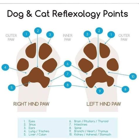 Dog & Cat reflexology points Essential Oils For Fleas, Pet Healing, Reflexology Points, Mobile Pet Grooming, Cat Massage, Animal Reiki, Dog Grooming Business, Cat Care Tips, Kitten Care