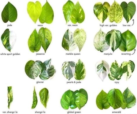 Pathos Plant, Pothos Cuttings, Pothos Plant Care, Cebu Blue, Marble Queen Pothos, Epipremnum Aureum, Epipremnum Pinnatum, Plant Varieties, Pothos Plant