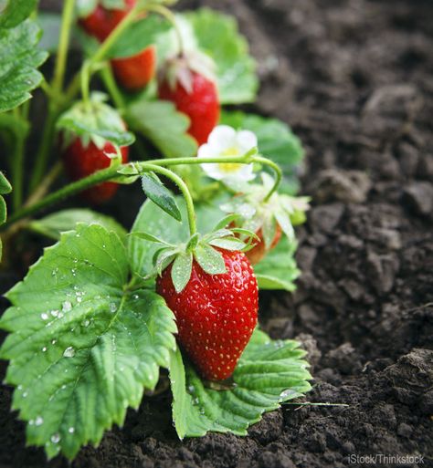 Strawberry Garden, Growing Strawberries, Market Garden, Garden Veggies, Strawberry Plants, Growing Fruit, Fruit Garden, Hobby Farms, Garden Soil