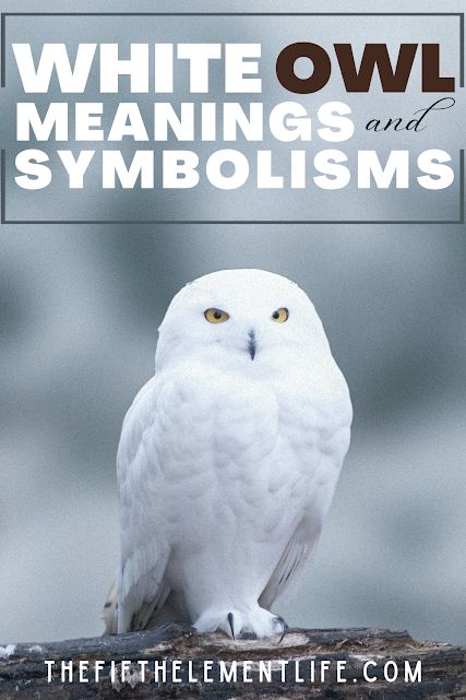 White Owl: Symbolism, Totems Owl Spirit Animal Meaning, Owl Symbolism, Spirit Animal Meaning, Animal Meanings, Mysterious Creatures, Spiritual World, Animal Symbolism, Dream Meanings, White Owl