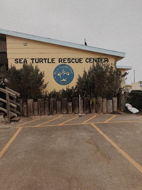 @ South Padre Island Turtle Rescue, South Padre Island, Dream Job, Sea Turtle, The Goal, Summer Time, Texas