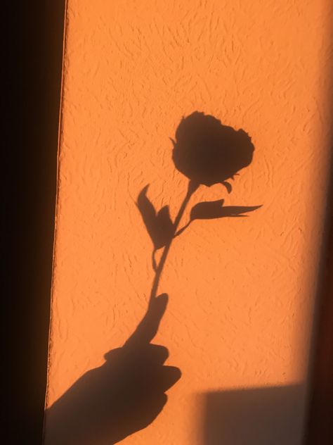 Shadow Pfp, Aesthetic Wallpaper Black, Aesthetic Shadow, Shadow Aesthetic, Flower Shadow, Flower Stock, Aesthetic Flower, Wallpaper Black, Black Aesthetic Wallpaper