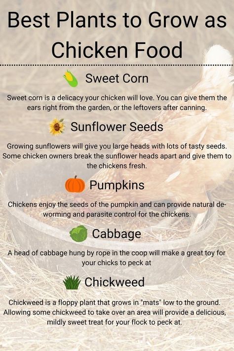 #chickens #backyardchickens #plantsforyourchickens #chickenfood Plants To Grow For Chickens To Eat, What To Grow To Feed Chickens, Chicken Garden Plants, Garden For Chickens, Chicken Herb Garden, All Things Chickens, Grow Chicken Feed, Chicken Friendly Plants, Plants In Chicken Run