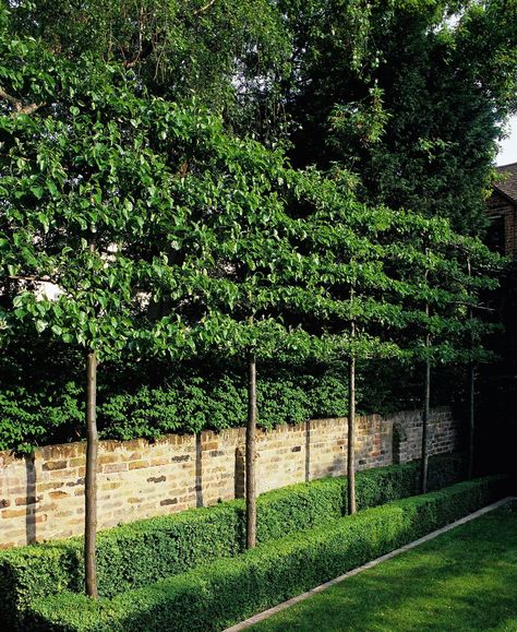 Espalier, topiary and very meticulous pruning of your plantings can transform a small garden wall into an eye-grabbing living fence. Urban Gardens, Garden Privacy, Garden Screening, Contemporary Garden, Have Inspiration, The Secret Garden, Gorgeous Gardens, Garden Trees, Garden Cottage