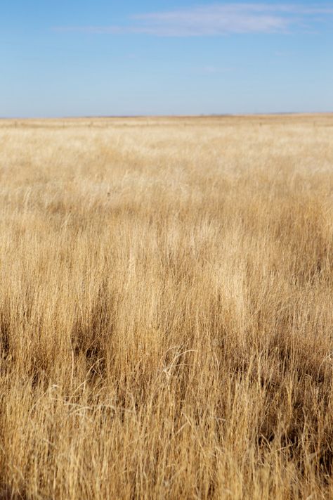 Couple Dates, Red Chevrolet, American Plains, Plains Landscape, Styling Food Photography, Prairie Wedding, Chicken Barn, Fields Of Gold, Chevrolet Pickup