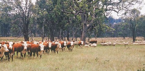 Rotational Grazing Horses, Multi Species Rotational Grazing, Raising Cows, Rotational Grazing, Pasture Management, Farm Hacks, Raising Farm Animals, Mini Cows, Farm Layout