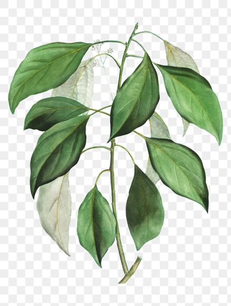 Camphor Tree, Vintage Plants, Cinnamomum Camphora, Medical Herbs, Food Ads, Tree Leaves, Tree Branch, Free Illustrations, Transparent Png