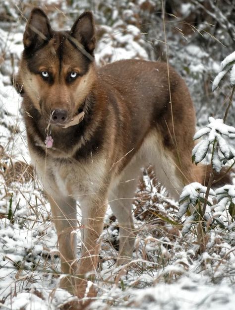 Dogs That Look Like Bears, Pretty Dog Breeds, Sable Husky, Gerberian Shepsky, Dog Oc, Unique Dogs, Dog Reference, Animal Poses, Rare Dogs