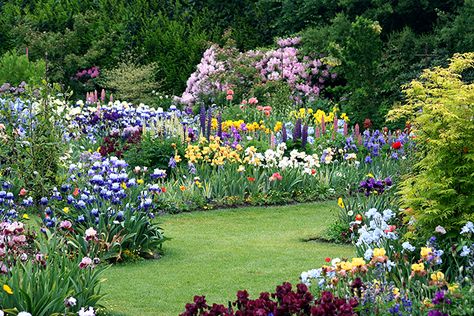 Bearded irises are relatively easy garden plants to grow and will give good results with a minimum of care, but like all plants, the better the culture the more magnificent the display. Description from judyscottagegarden.blogspot.mx. I searched for this on bing.com/images Build Ins, Desert Cottage, Cottage Gardening, Magical Cottage, Flower Garden Ideas, Enchanted Gardens, Southern Cottage, Cottage Garden Plants, English Cottage Garden