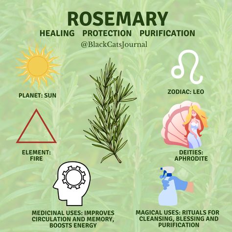 Rosemary Incense Meaning, Rosemary Medicinal Uses, Burning Rosemary Witchcraft, Rosemary Correspondence, Rosemary Benefits Healing Herbs, Rosemary Herb Benefits, What Is Rosemary Good For, Burning Rosemary Benefits, Rosemary For Protection