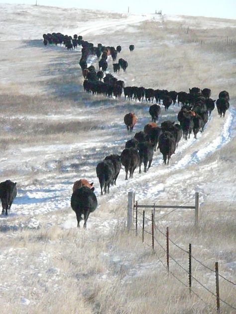 An old Cowboy in a New world. : Photo Cow Paintings, Old Cowboy, Angus Cattle, Raising Cattle, Montana Ranch, Cattle Ranch, Cowboy Pictures, Cattle Drive, Whitetail Bucks