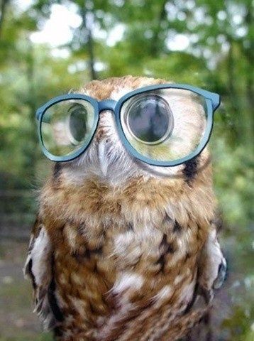 All sizes | funny owl wallpaper | Flickr - Photo Sharing! Wearing Glasses, Trees