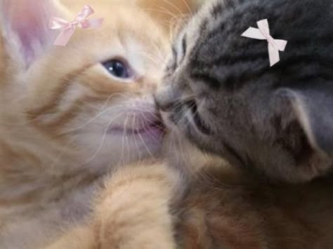 Cats Kissing Matching Pfp, Cats Kissing Aesthetic, Cat Kissing, Cats Kissing, Cats Hugging, Cat In Love, Cat Kiss, Us Cats, Kitty Kisses