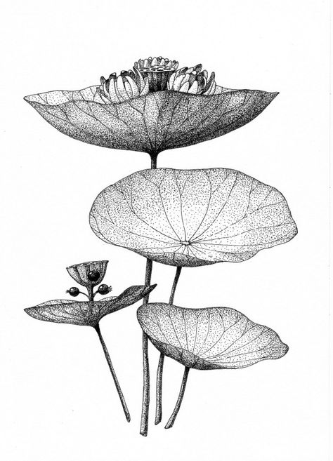 Stippling Art, Nature Drawing, Plant Drawing, Botanical Drawings, Stippling, Ink Illustrations, Pen Art, Water Lilies, Botanical Illustration