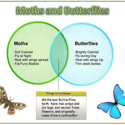 Moth Facts, Moth Meaning, Luna Moth, Earth From Space, Nature Study, Flora And Fauna, Wolves, Nature Lover, Moth