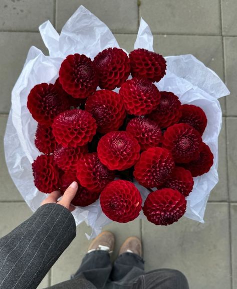 Katrin Engler (@katrin_im_garten) • Fotos e vídeos do Instagram Dahlia Aesthetic, Dahlia Cornel, Aesthetic Blazer, Red Dahlia Flower, Red Dahlia, Chelsea Flower, Dahlia Flower, Red Flowers, Crochet Flowers