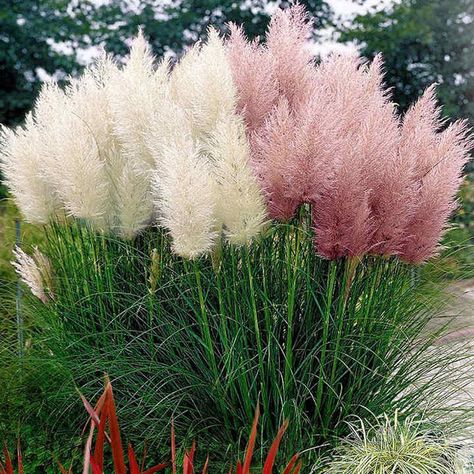 Prairie Seeds - Pampas Feathers Mix | Suttons Pink Pampas Grass, Small Yard Landscaping, Perennial Grasses, Grasses Landscaping, White Plants, Have Inspiration, Grass Seed, Ornamental Grasses, Flowers Perennials