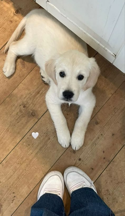 White Golden Retriever Aesthetic, White Retriever Puppy, Labrador White, White Labrador Puppy, White Golden Retriever Puppy, Puppy Aesthetic, White Labrador, Fluffy Puppies, Cute Animals Puppies