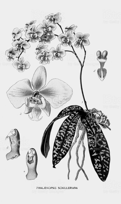 Orchid Plant Tattoo, Black And Grey Orchid Tattoo, Art Nouveau Orchid Tattoo, Alocasia Tattoo, Tattoo Portfolio Apprentice, Edwardian Flowers, Plants Tattoo, Orchid Illustration, Orchid Vase