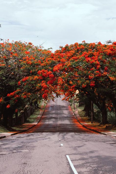 Suva, Fiji Fiji Photography, Suva Fiji, Orange Phone, Walk Down Memory Lane, Antique Jewellery Designs, Trees Nature, Red Tree, Green And Red, Memory Lane