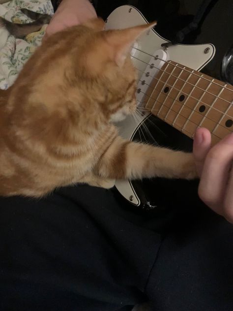 Gitar Vintage, Guitar Obsession, Cat Person, Music Aesthetic, Cat Aesthetic, Know Nothing, Orange Cat, Silly Cats, Pretty Cats