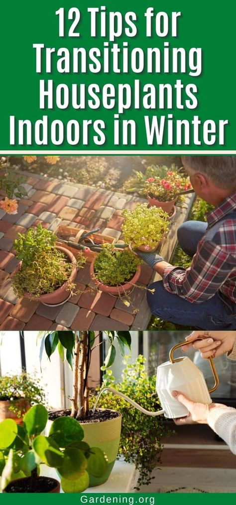 Winterizing Plants Indoor, Bringing Plants Indoors For Winter, Moving Plants Indoors For Winter, Winterize Outdoor Plants, How To Bring Plants Inside For Winter, Winterizing Plants, Bringing Houseplants In For Winter, Preparing Garden For Winter, Moving Plants