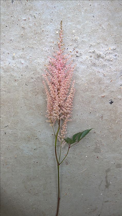 Astilbe Erika Astilbe Tattoo, Faithful And The Fallen, Evolving Tattoo, Pisces Szn, Flower Foliage, Possible Tattoo, Flowers To Paint, Harry Potter Ravenclaw, Coastal Boho